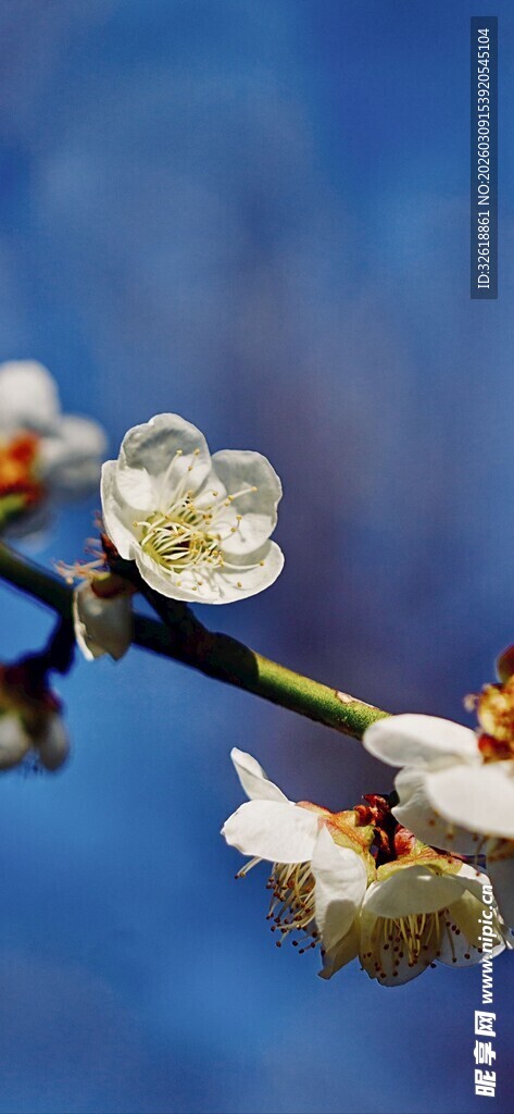 枝头绽放的素雅白梅