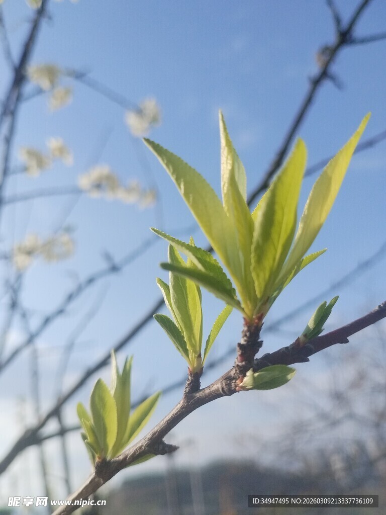 嫩绿新叶绽放枝头