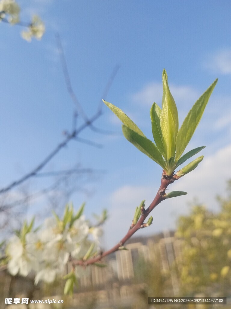 枝头新绿绽春光