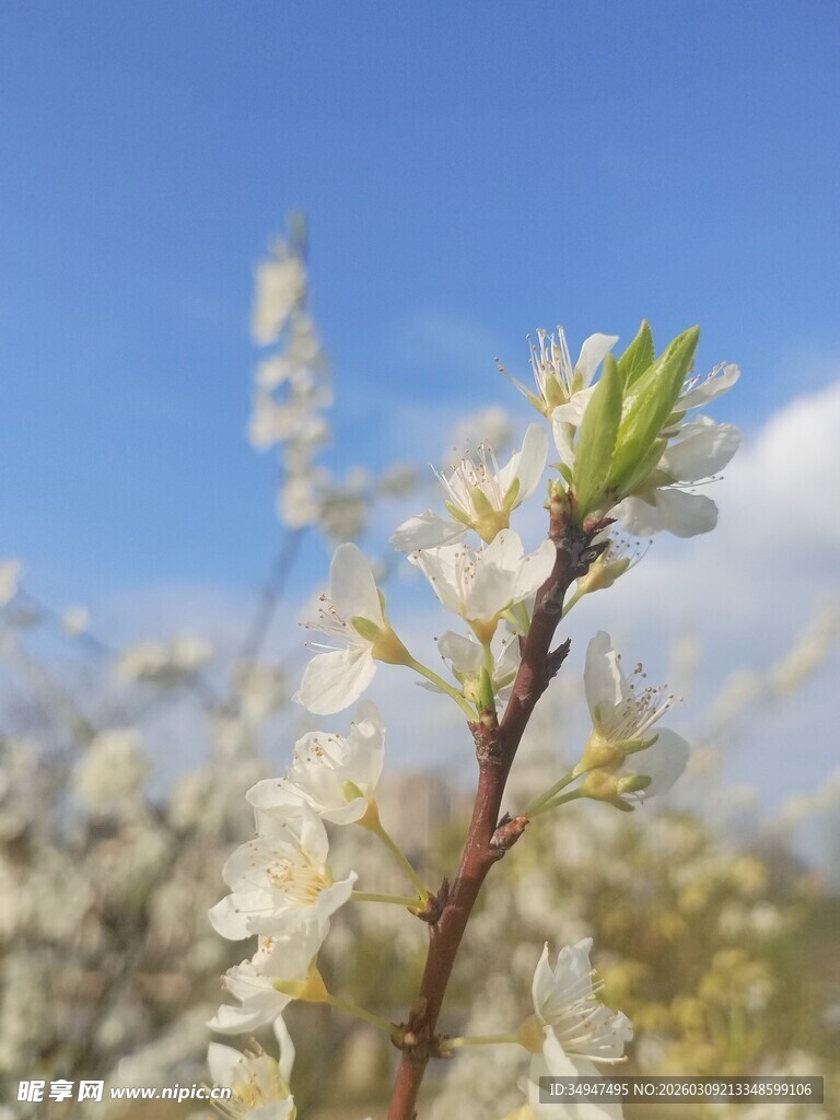 枝头绽放的清新白色小花