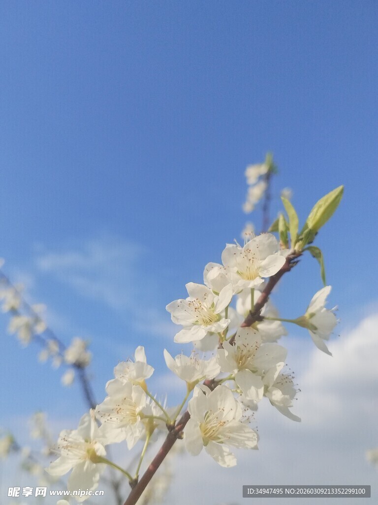 枝头绽放的洁白花朵