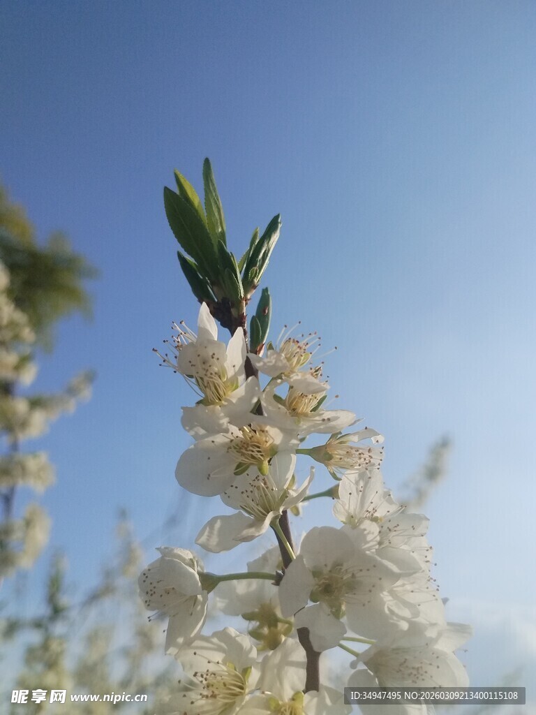 枝头白花绽于蓝天之下