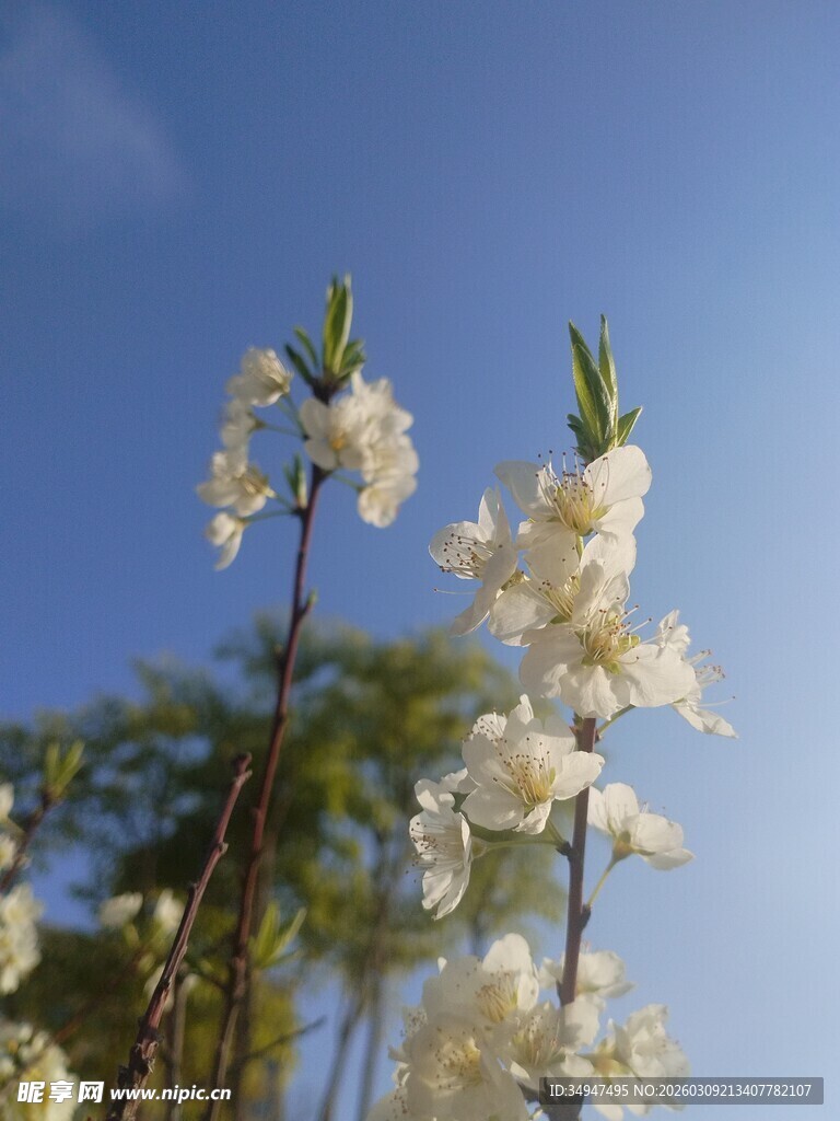 春日绽放的洁白花枝
