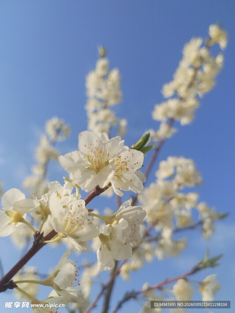 枝头绽放的洁白春花