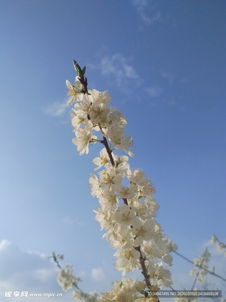 蓝天映衬下的洁白花枝