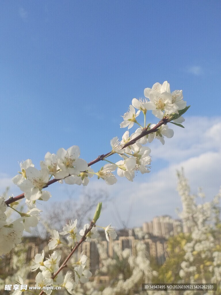 枝头繁花绽蓝天映春色李花春天