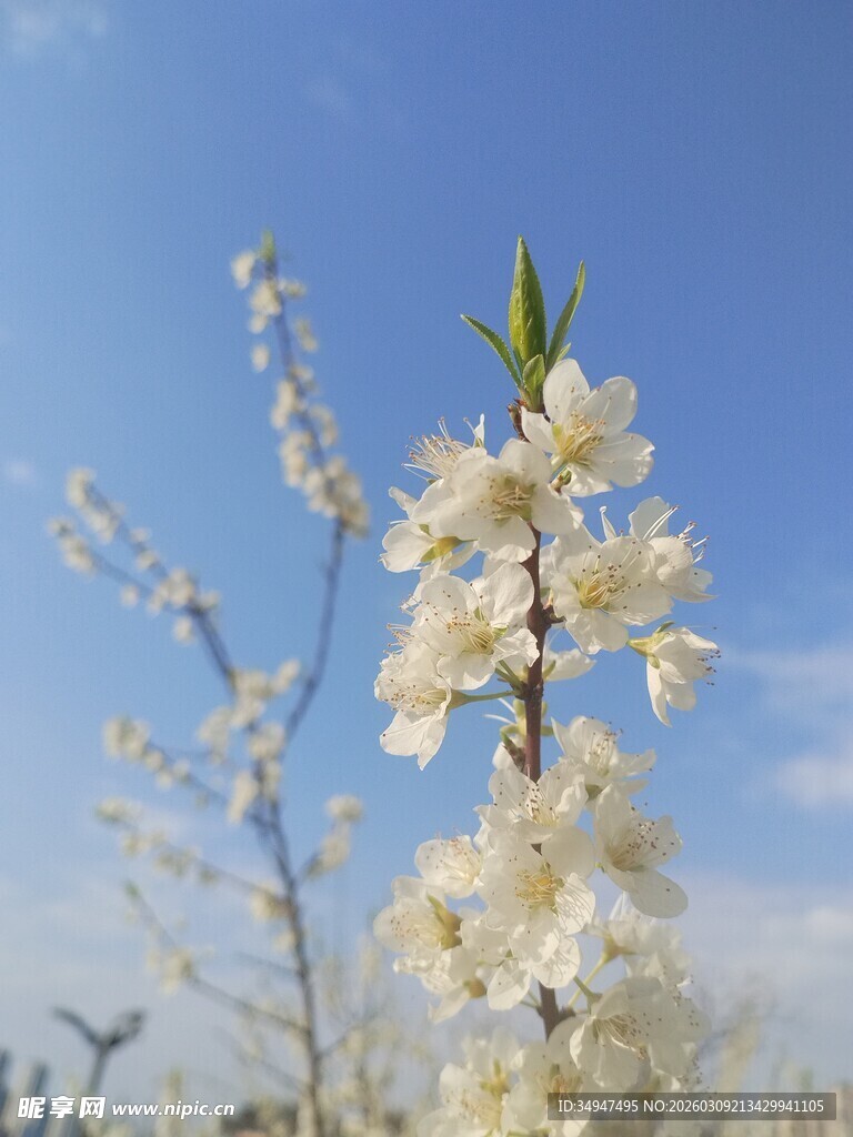 蓝天映衬下的洁白花枝李花春天