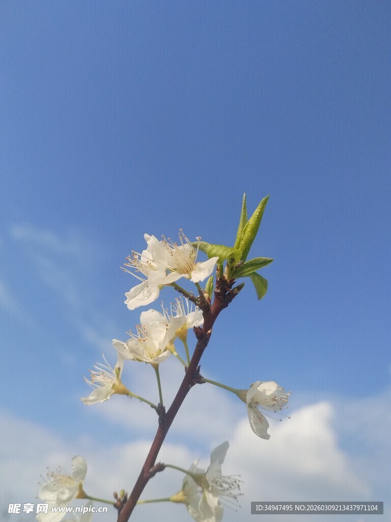 枝头绽放的洁白李花