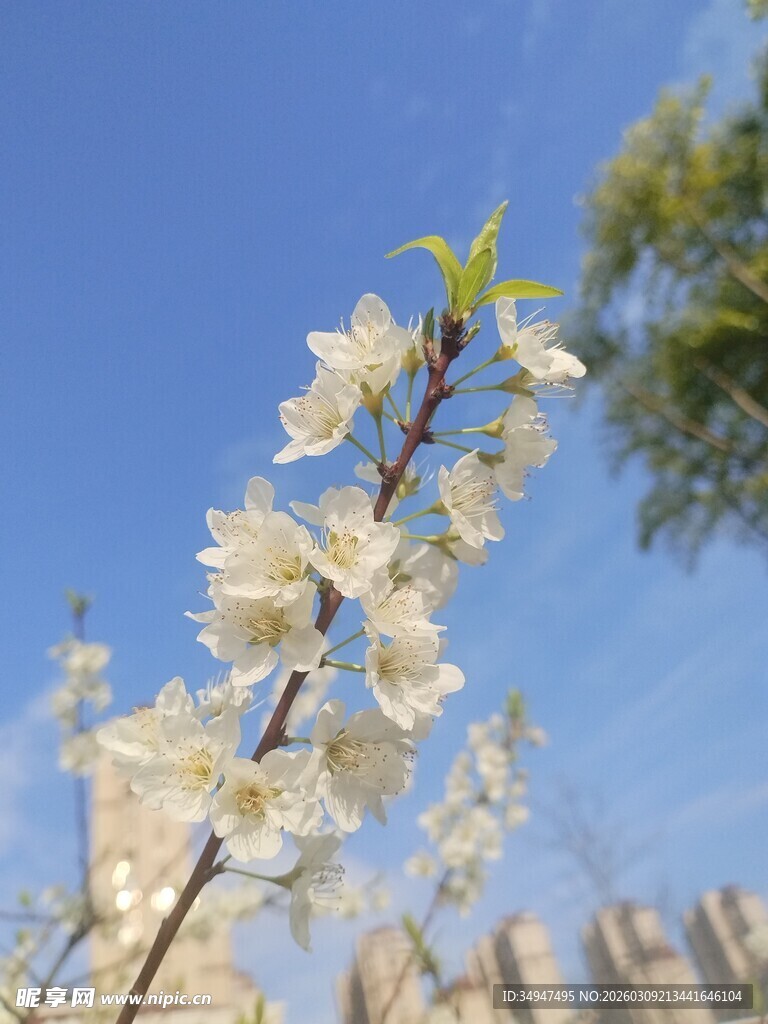 李花蓝天映春景