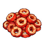 干山楂片手绘插画