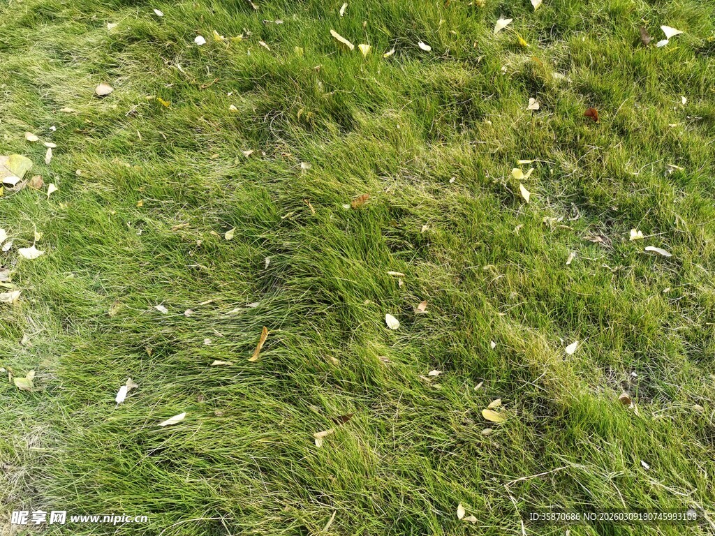 翠绿草地散落叶