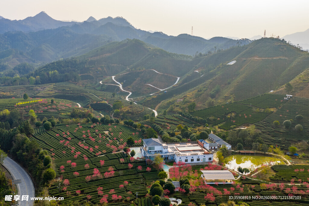 中国广西贺州昭平春日茶园风光