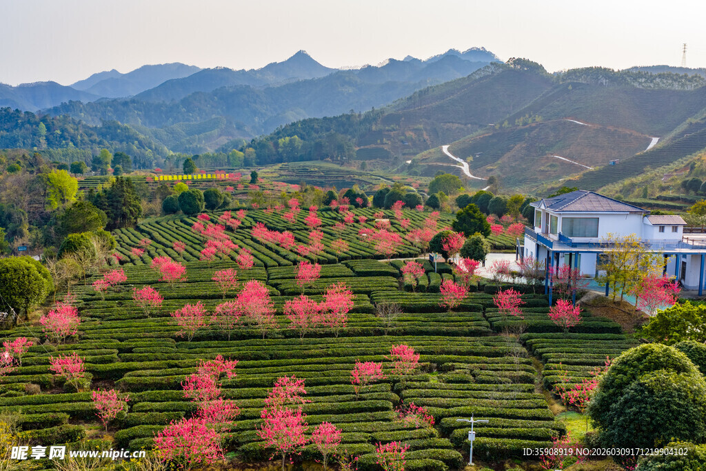 中国广西贺州昭平春日茶园风光