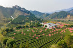 中国广西贺州昭平春日茶园风光