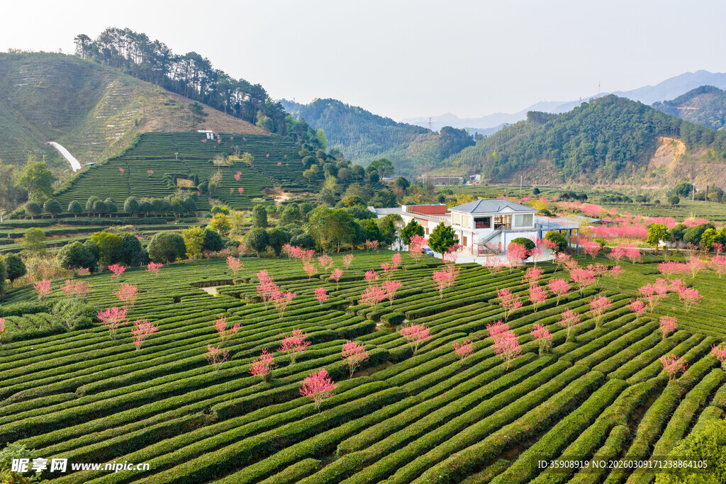 中国广西贺州昭平春日茶园风光