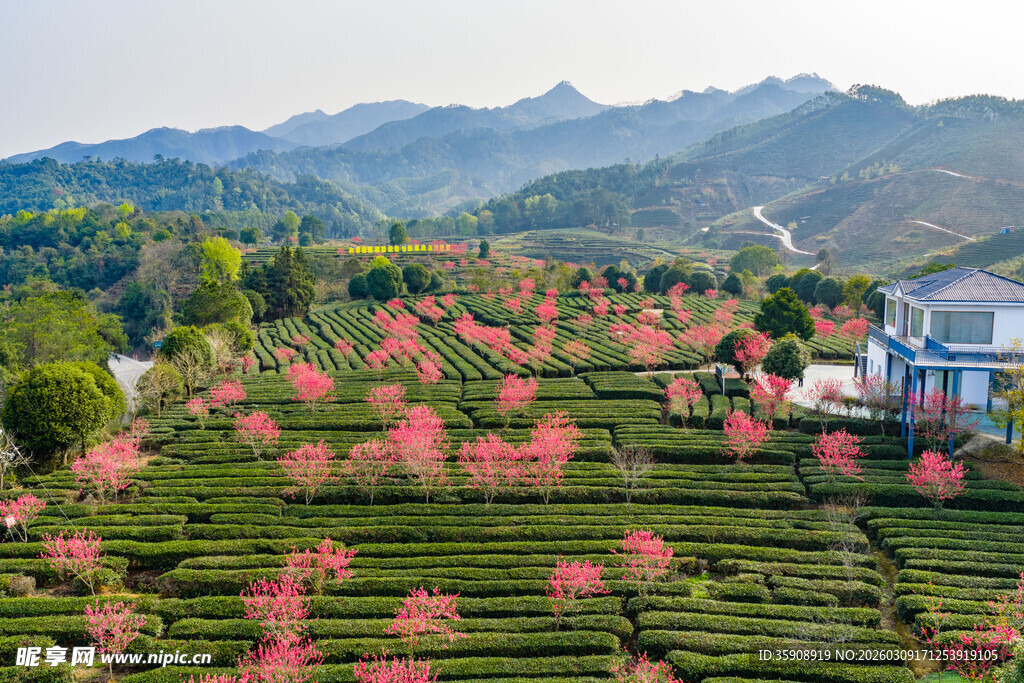 中国广西贺州昭平春日茶园风光