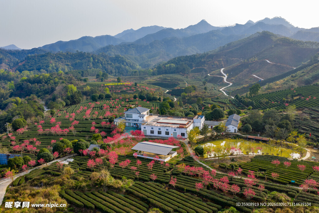 中国广西贺州昭平春日茶园风光