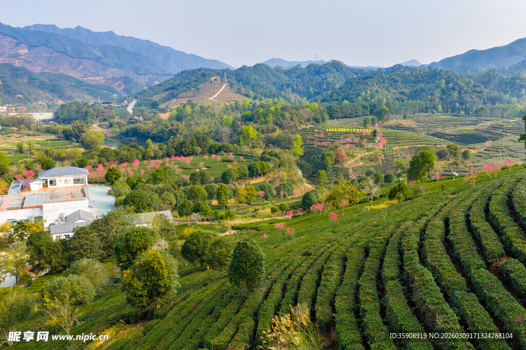 中国广西贺州昭平春日茶园风光