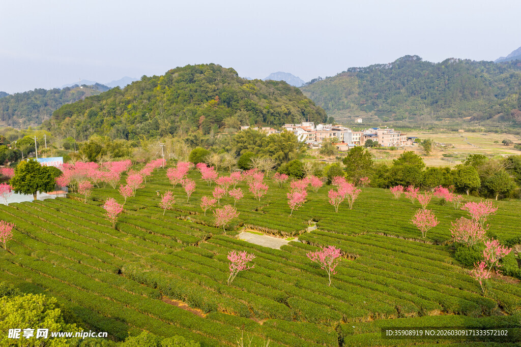 中国广西贺州昭平春日茶园风光