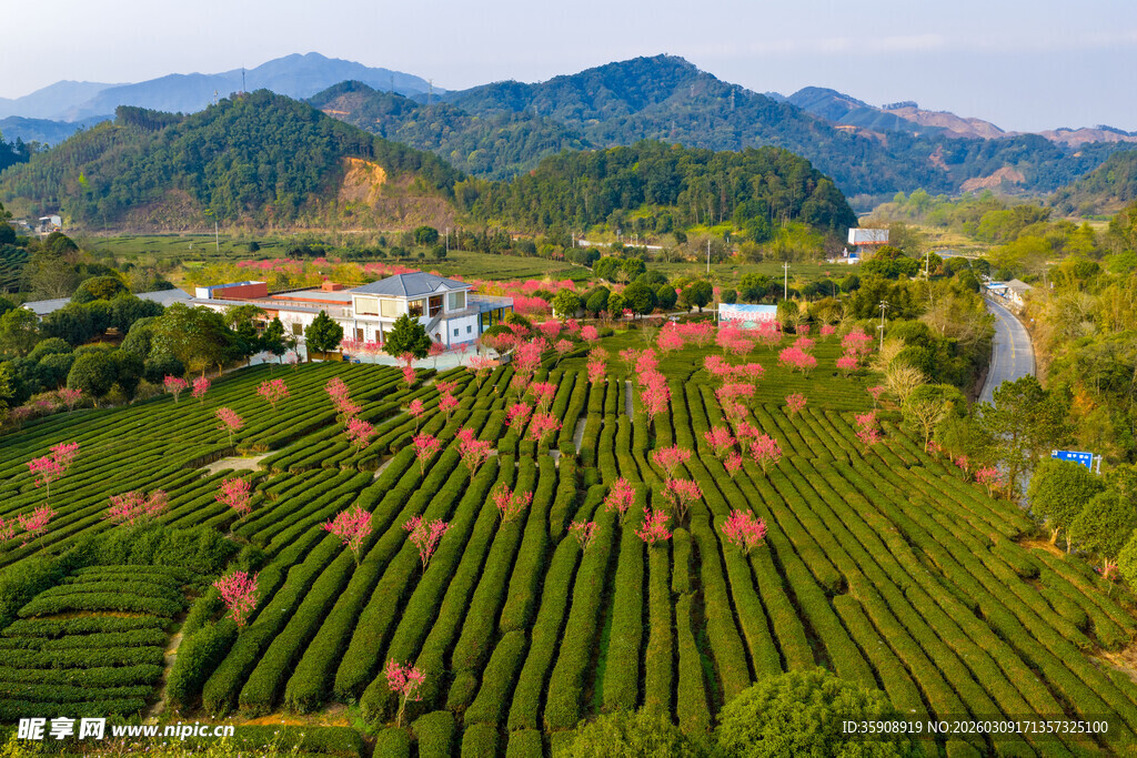 中国广西贺州昭平春日茶园风光