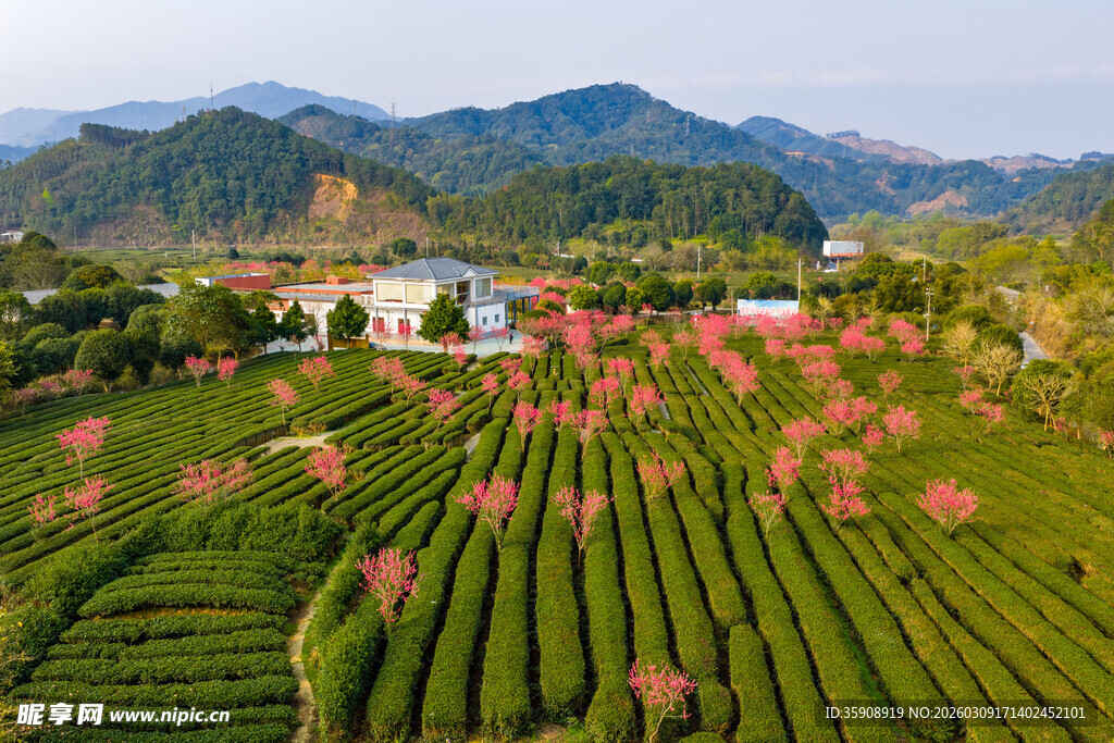 中国广西贺州昭平春日茶园风光