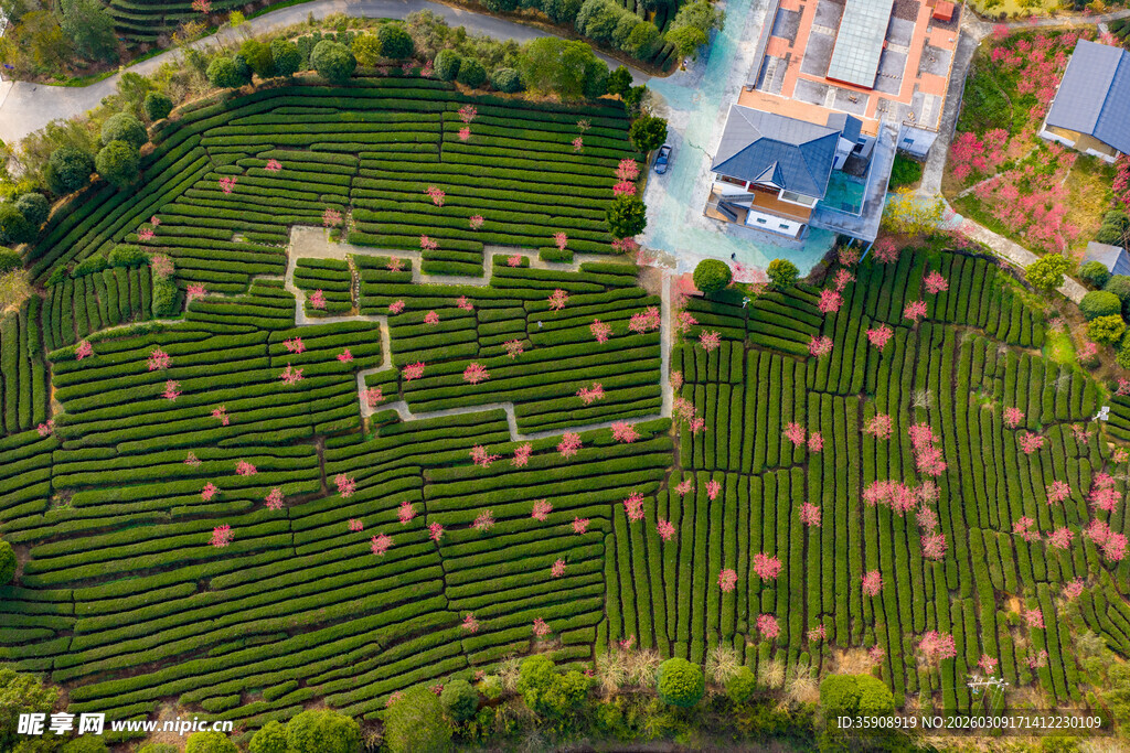中国广西贺州昭平春日茶园风光