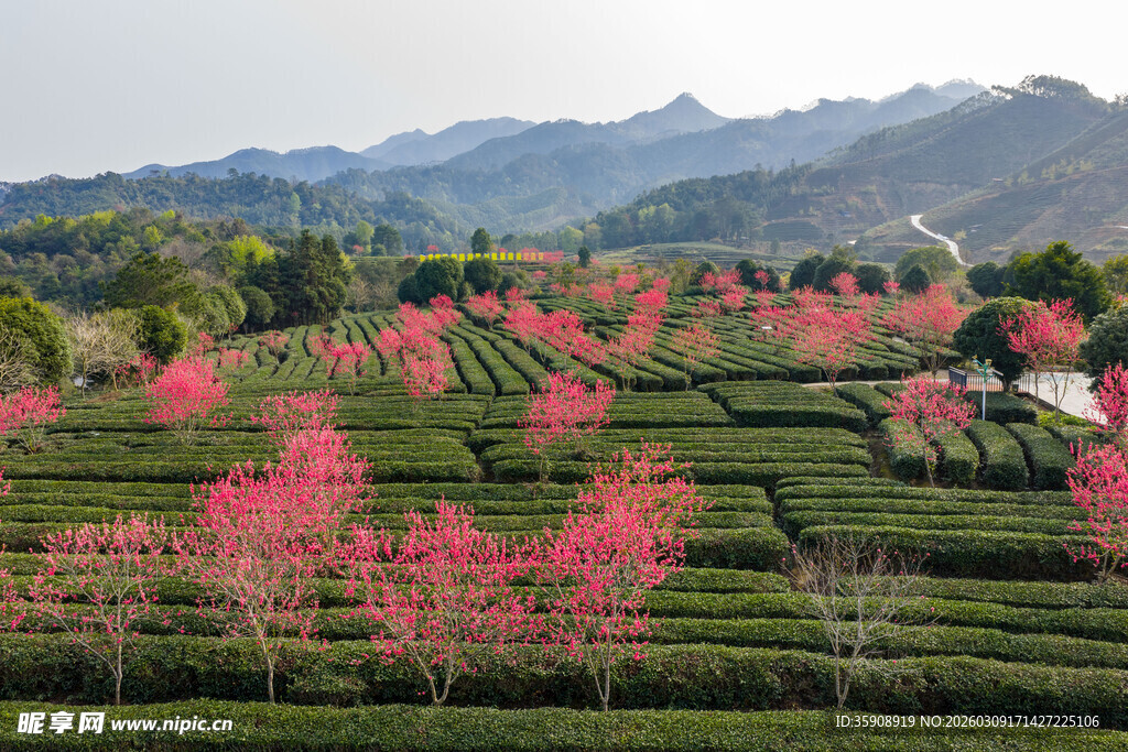 亚洲中国广西贺州昭平春日茶园风