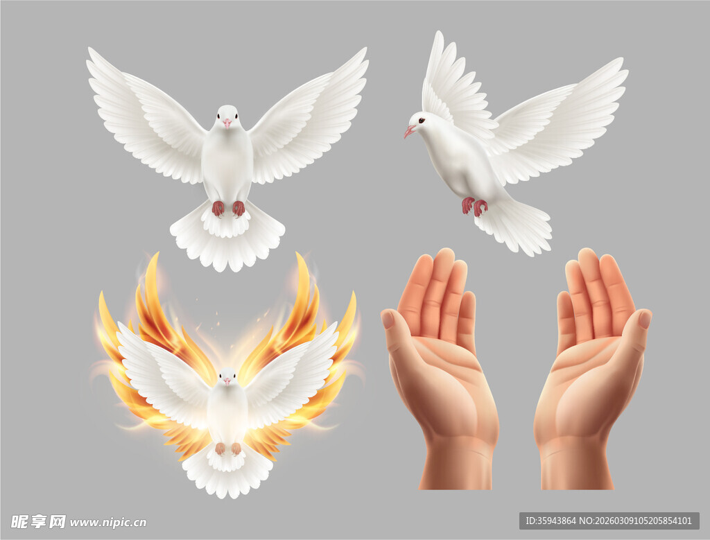 白鸽手掌元素