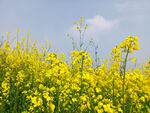 油菜花