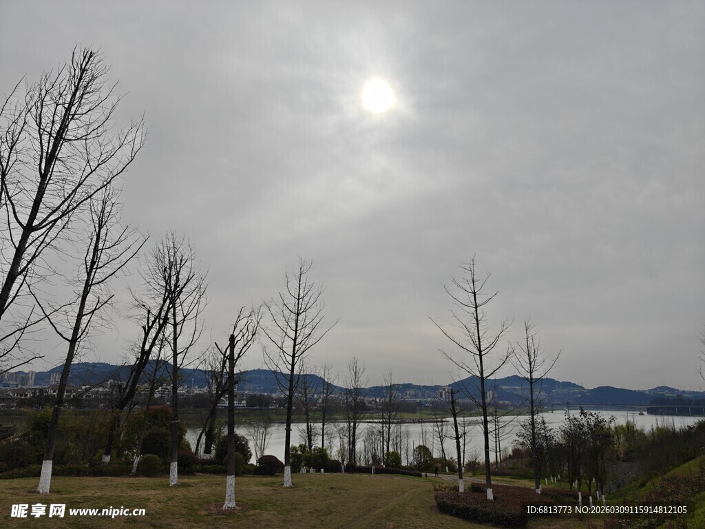 湖畔枯树 阴天的静谧风光