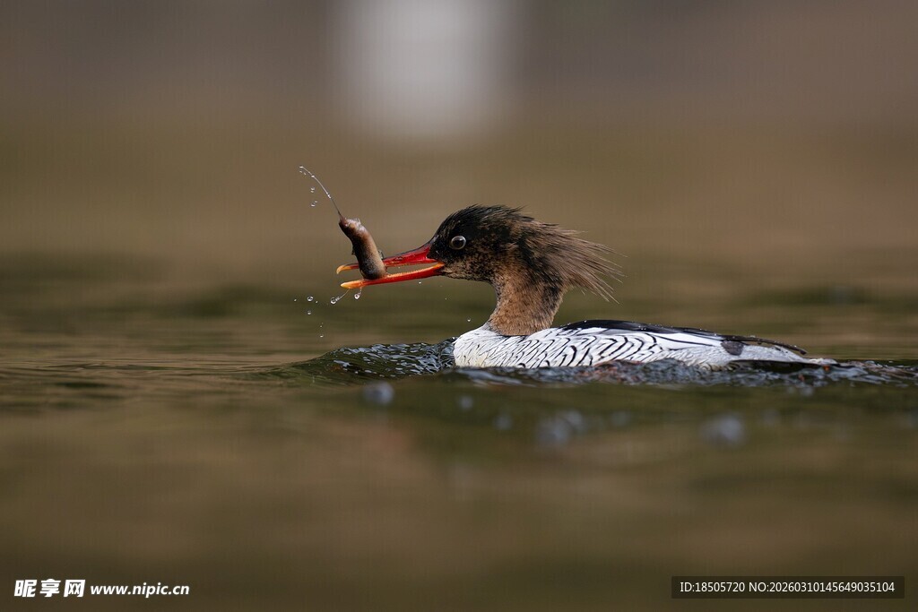秋沙鸭水中衔鱼瞬间