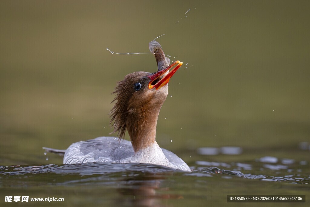 翠鸟水中捕食瞬间