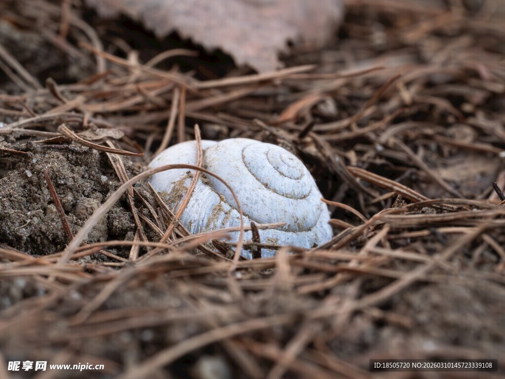 草丛中的白色蜗牛壳