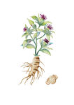 手绘白术植株及根茎图