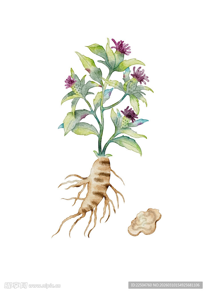 手绘白术植株及根茎图