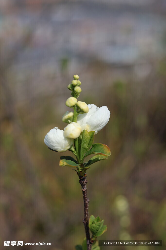 一枝白色小花绽放