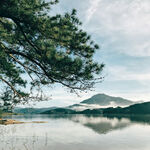 湖畔松影