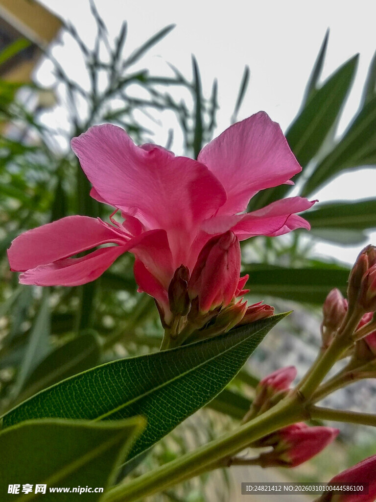 娇艳粉色夹竹桃花绽放