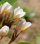 素雅鸡蛋花绽放