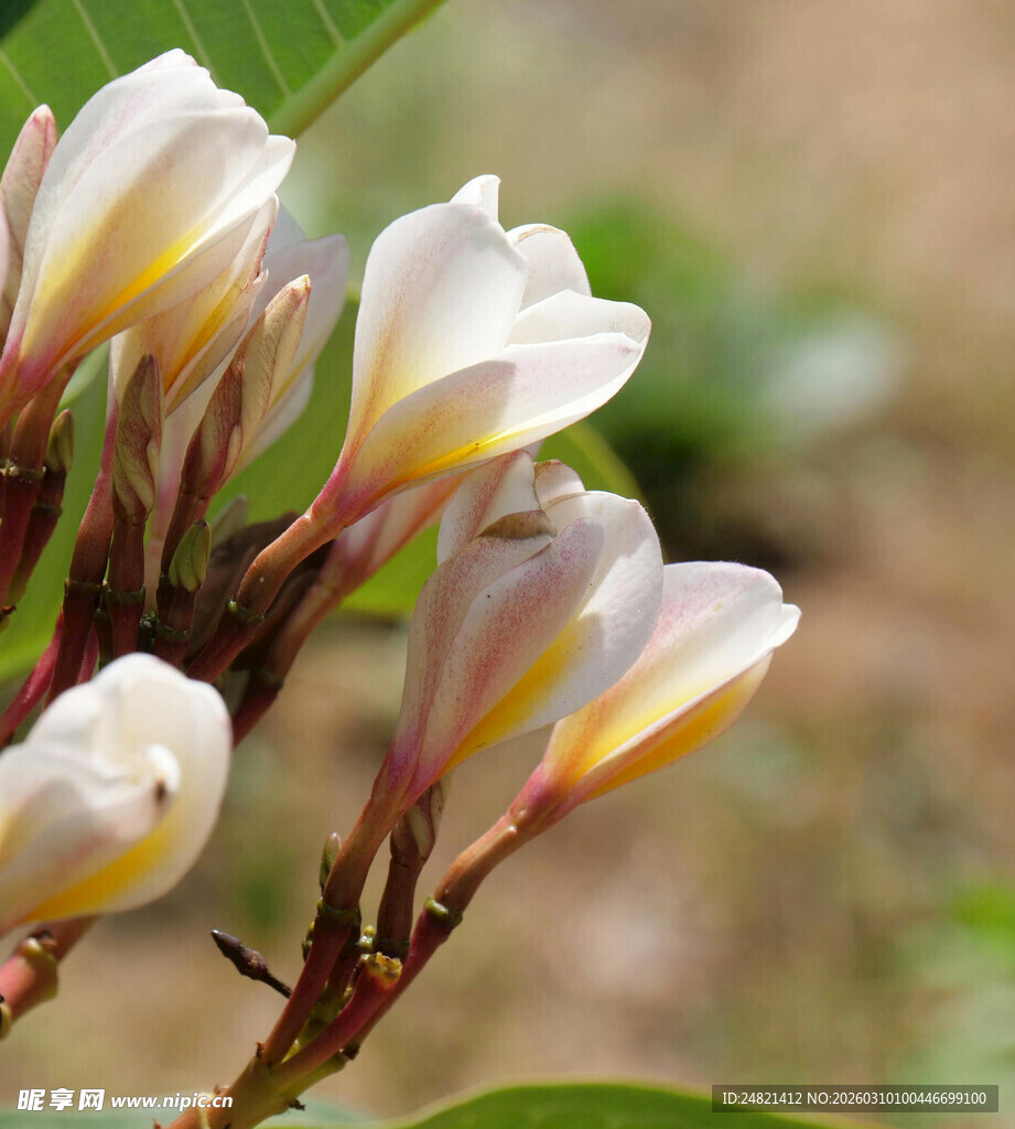 素雅鸡蛋花绽放