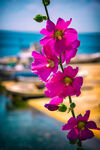 海边绽放的艳丽蜀葵花