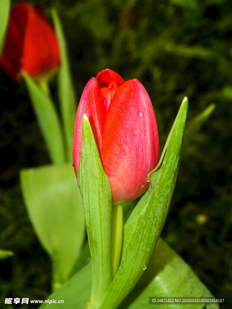 娇艳欲滴的红色郁金香