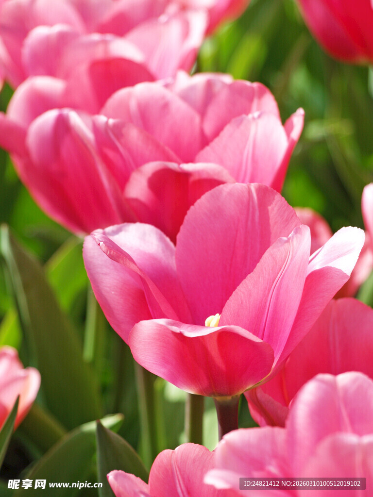 娇艳粉色郁金香绽放