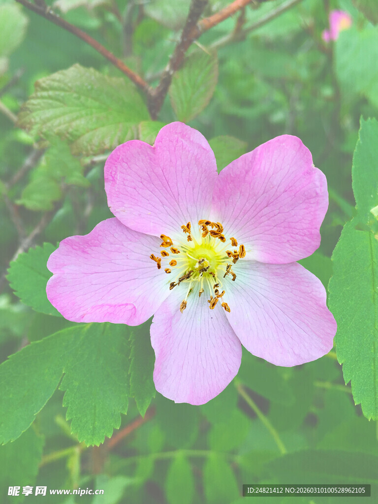 单朵粉色野蔷薇绽放