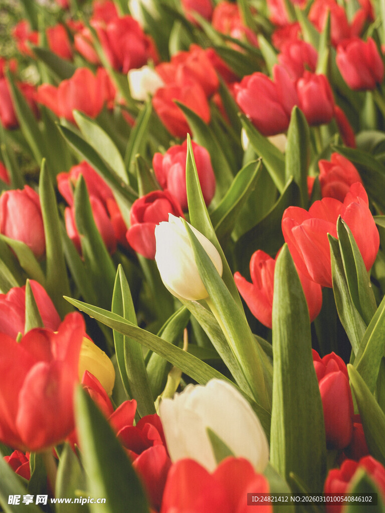 鲜艳郁金香花海
