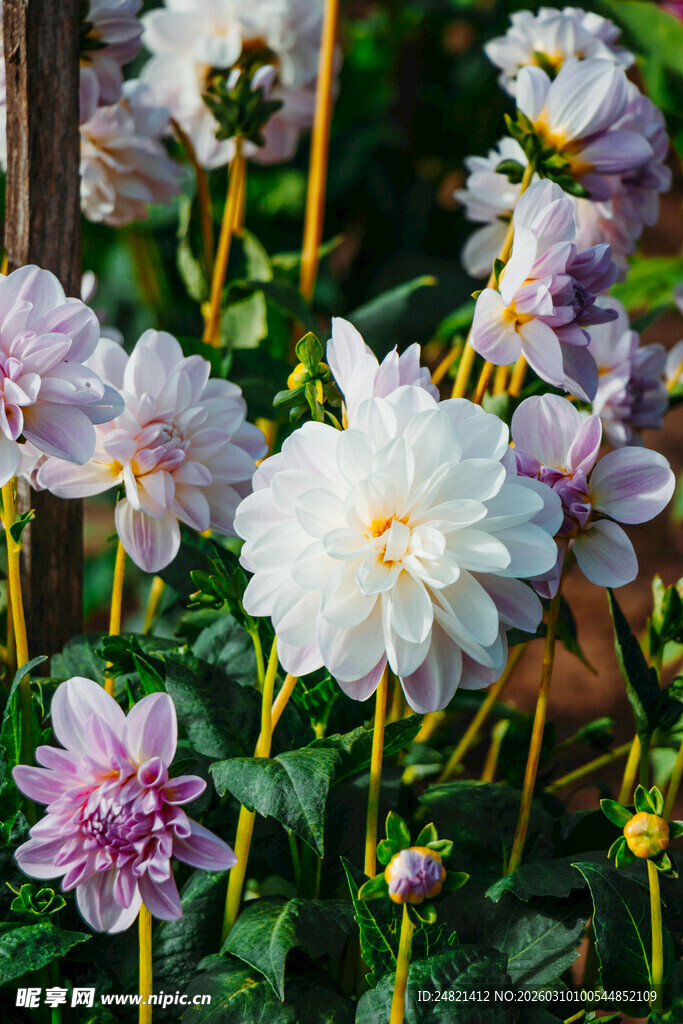 多彩大丽花绽放美景