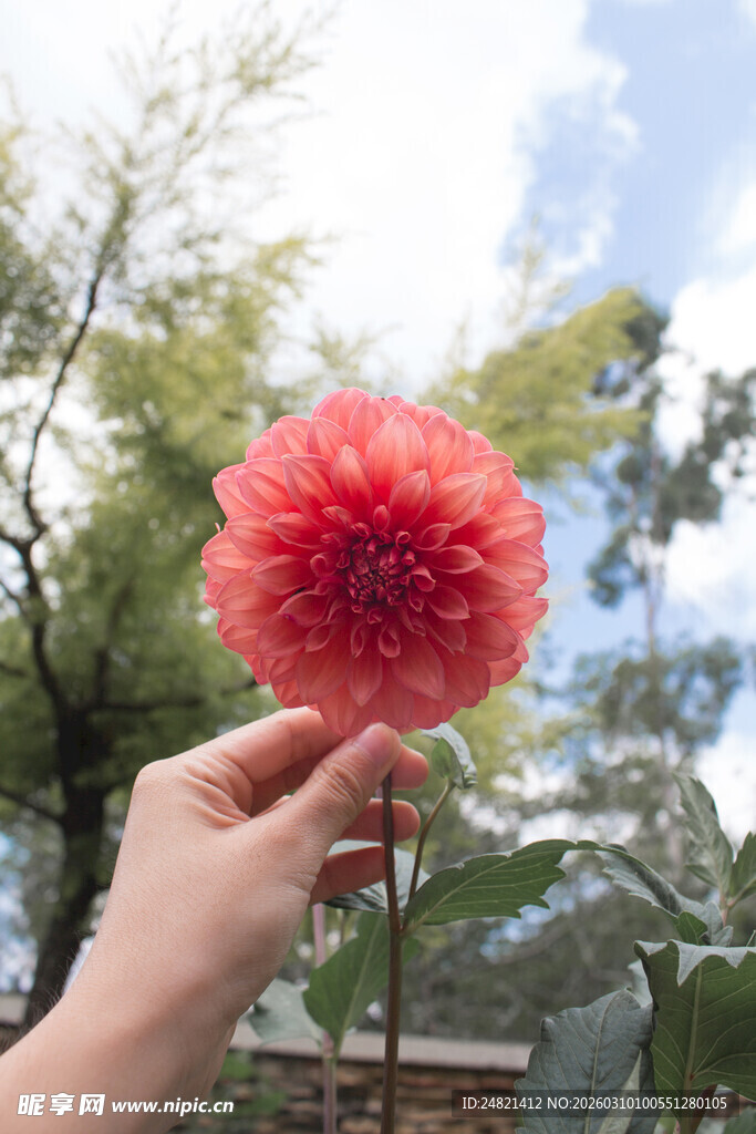 手捧娇艳大丽花
