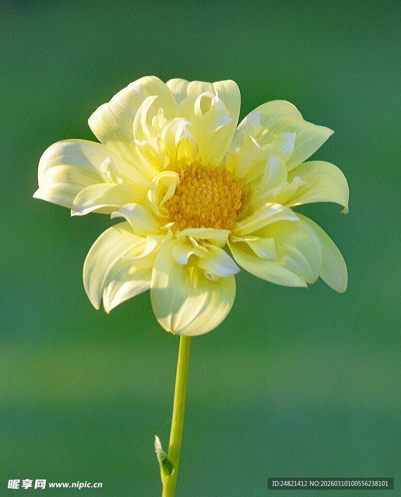 黄色大丽花特写