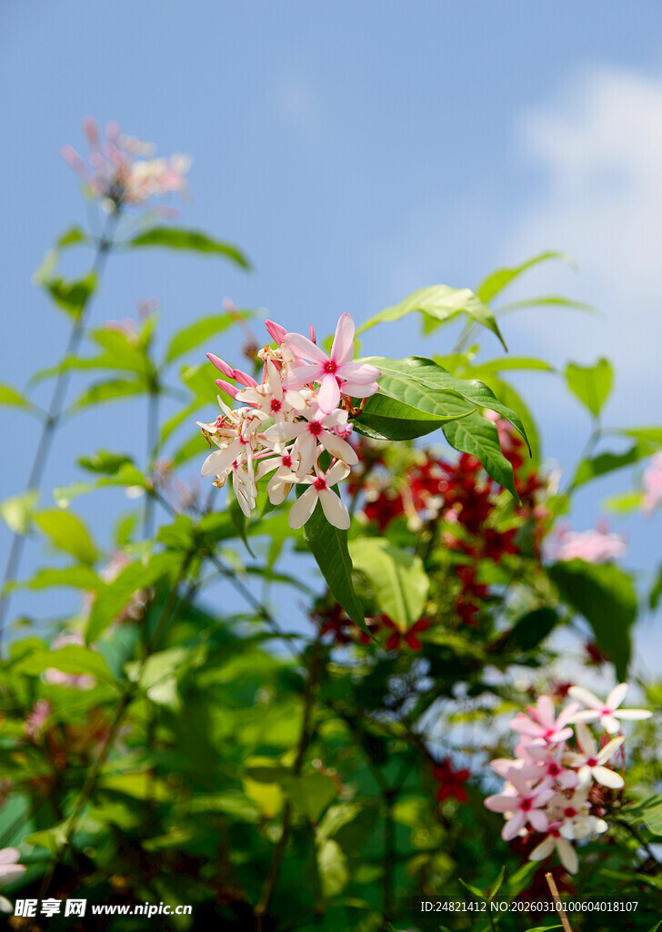 蓝天映衬下的繁花绿植