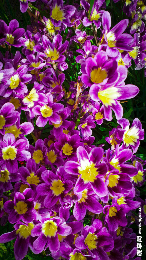 紫色小花绽放生机